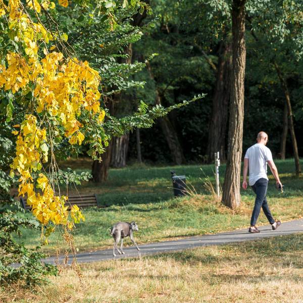 Ein Mann geht mit einem Hund an einem Baum vorbei, dessen Blätter sich beginnen gelblich einzufärben.