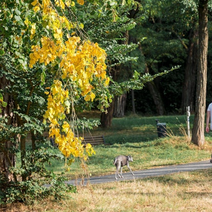 Ein Mann geht mit einem Hund an einem Baum vorbei, dessen Blätter sich beginnen gelblich einzufärben.