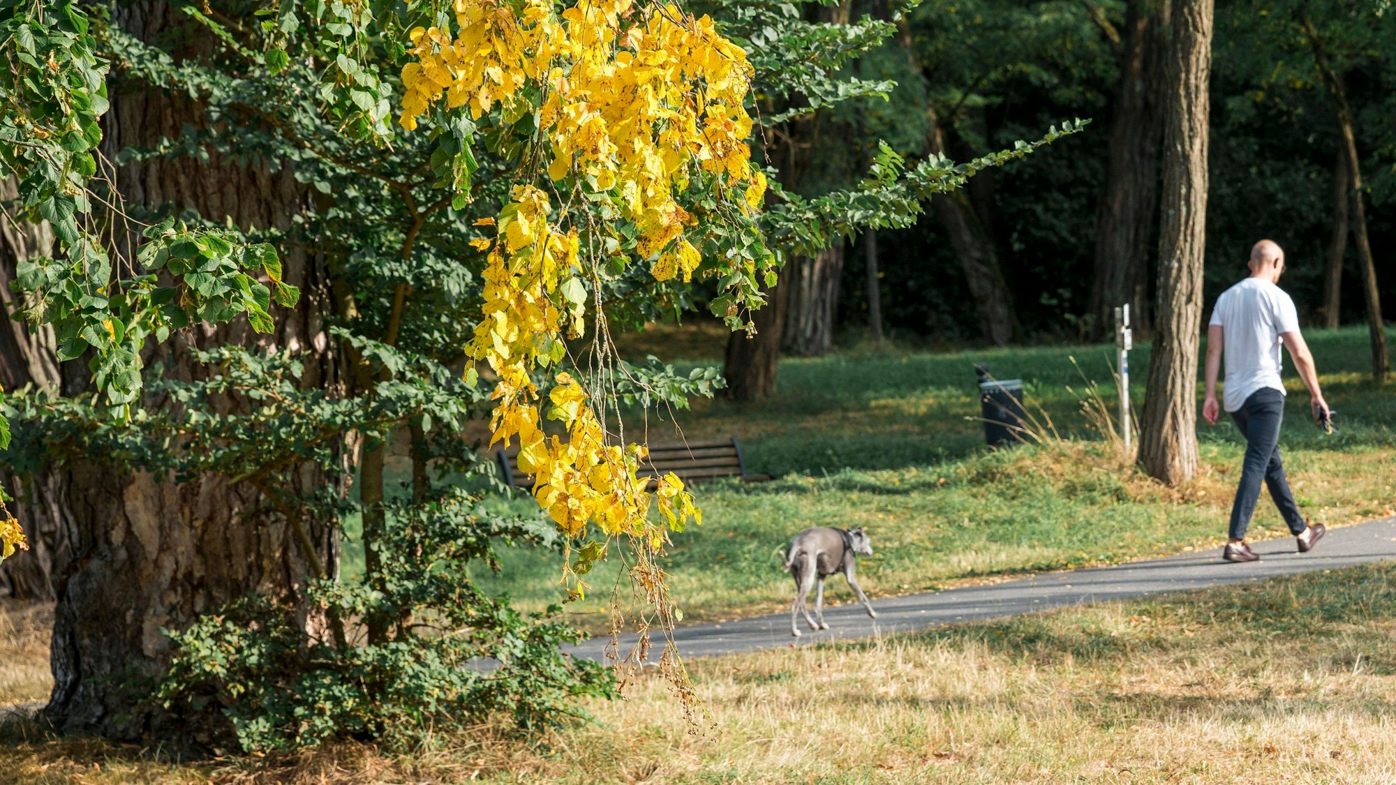 Ein Mann geht mit einem Hund an einem Baum vorbei, dessen Blätter sich beginnen gelblich einzufärben.