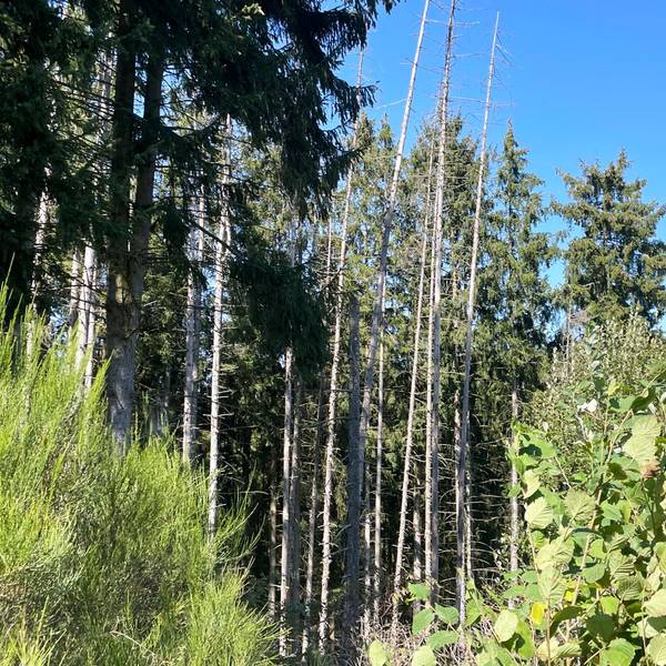 Das Bild zeigt einen Ausschnitt des Waldes im Südkreis.