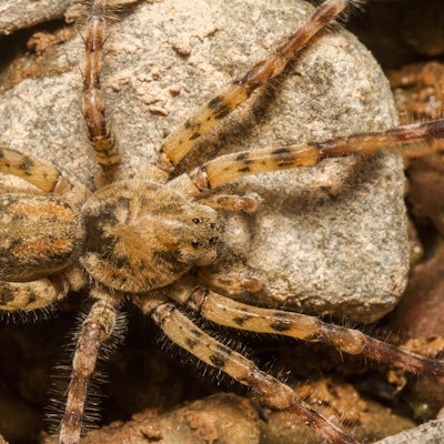 Die Nosferatu-Spinne (Zoropsis spinimana).
