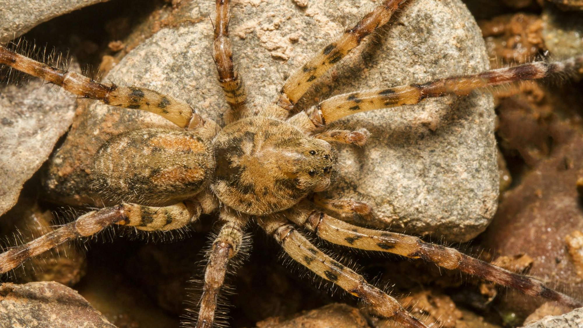 Die Nosferatu-Spinne (Zoropsis spinimana).