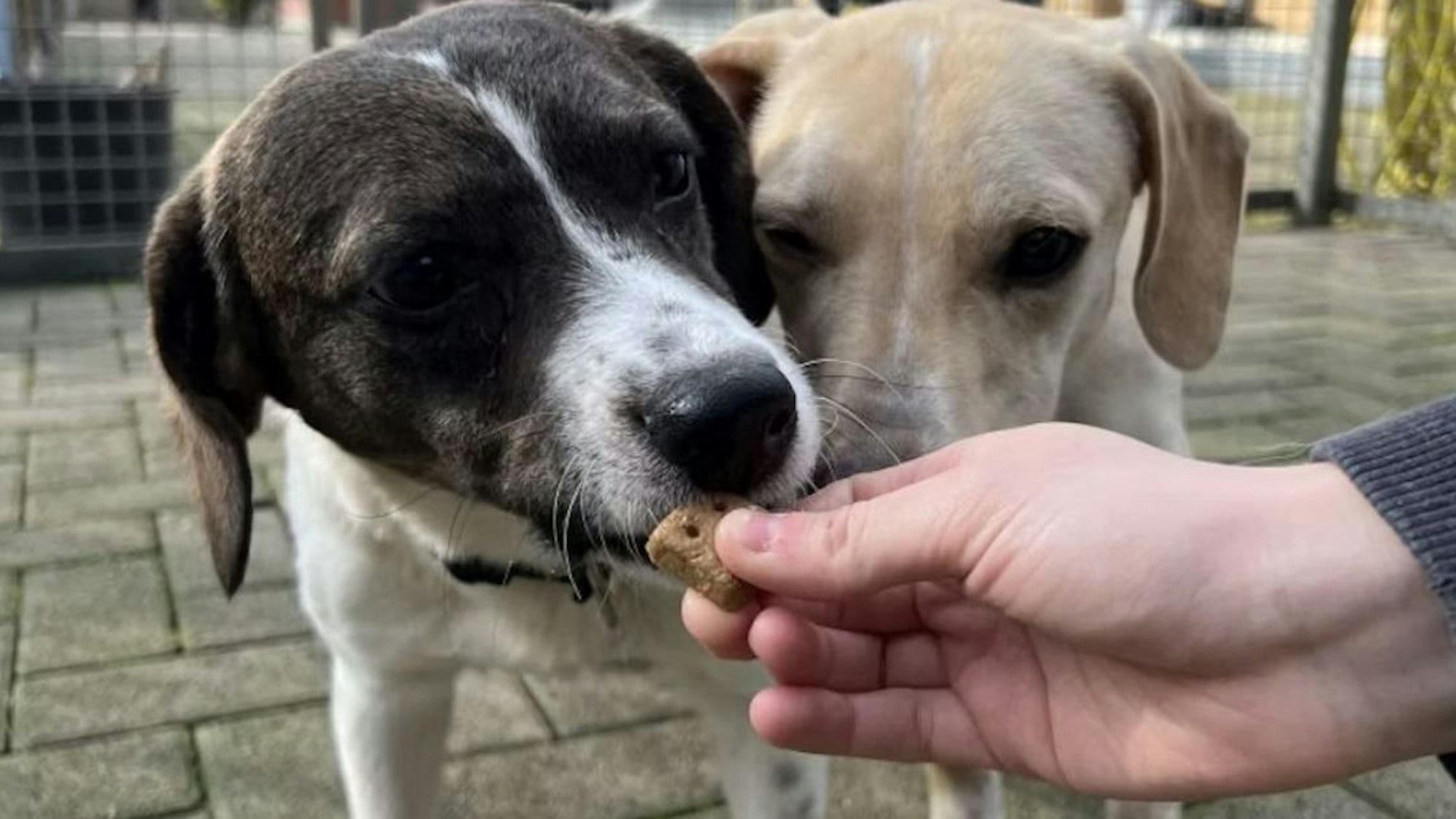 Bero und Berti wurden im Tierheim Dellbrück wieder aufgepäppelt.
