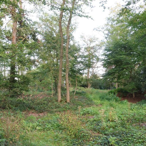 So sieht das betroffene Waldstück am Isengartener Berg in Waldbröl heute nicht mehr aus, die meisten Bäume mussten gefällt werden. Dort möchte der Waldbröler Investor Bernd Roth zunächst sechs neue Häuser bauen.