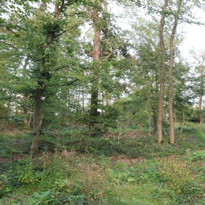 So sieht das betroffene Waldstück am Isengartener Berg in Waldbröl heute nicht mehr aus, die meisten Bäume mussten gefällt werden. Dort möchte der Waldbröler Investor Bernd Roth zunächst sechs neue Häuser bauen.