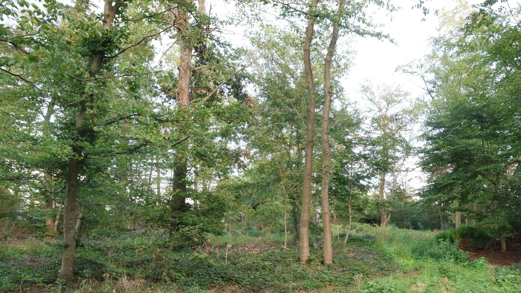 So sieht das betroffene Waldstück am Isengartener Berg in Waldbröl heute nicht mehr aus, die meisten Bäume mussten gefällt werden. Dort möchte der Waldbröler Investor Bernd Roth zunächst sechs neue Häuser bauen.