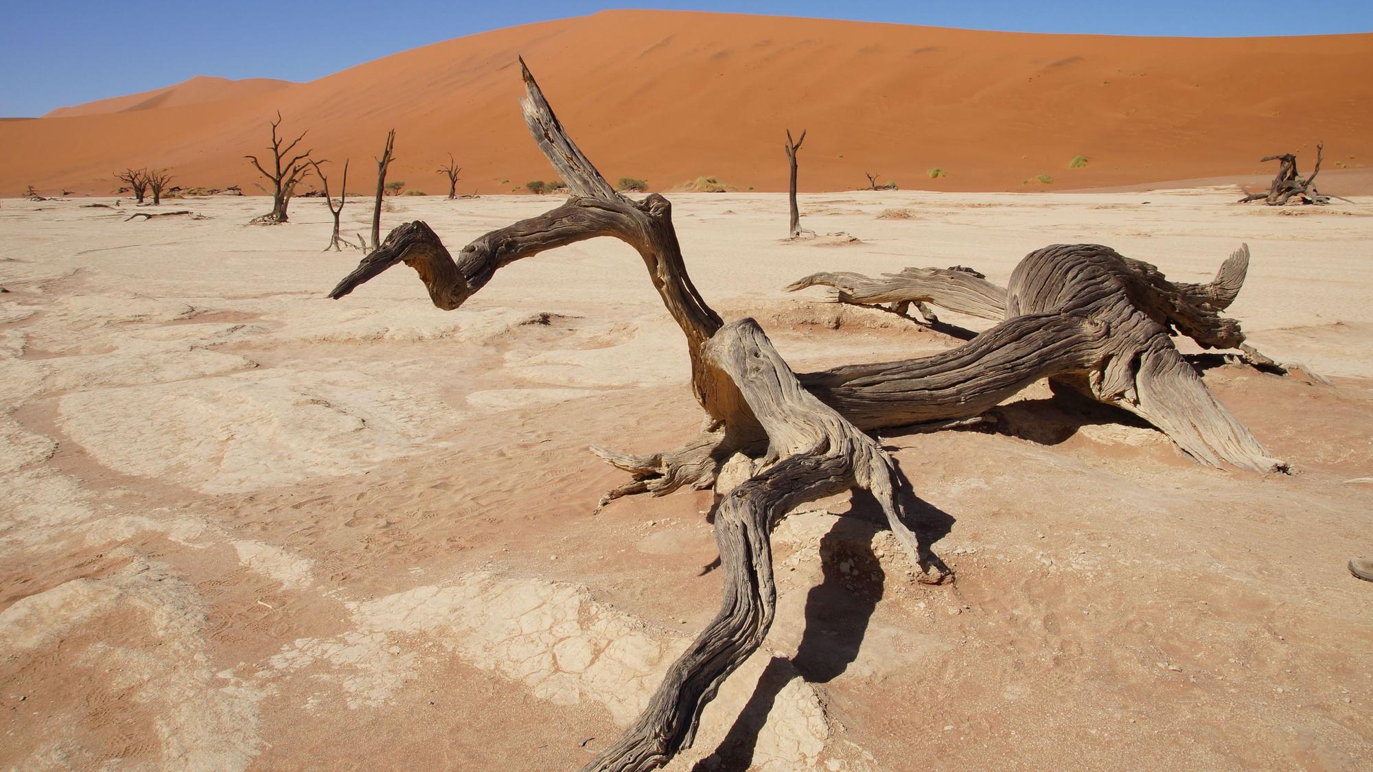 Ein großer Ast liegt auf Sand in Dead Vlei, Namibia, Im Hintergrund erhebt sich eine Sanddüne.