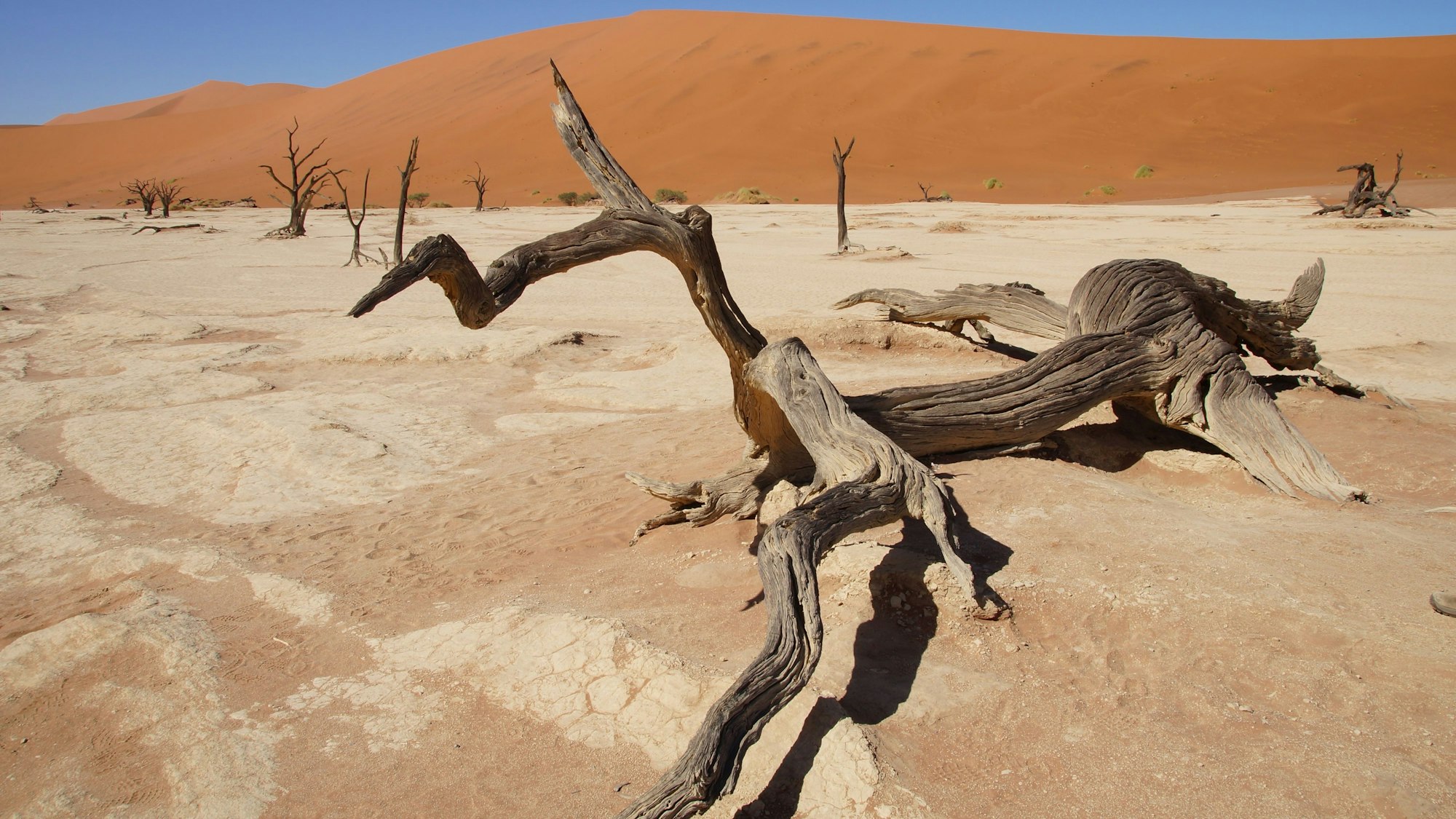 Ein großer Ast liegt auf Sand in Dead Vlei, Namibia, Im Hintergrund erhebt sich eine Sanddüne.