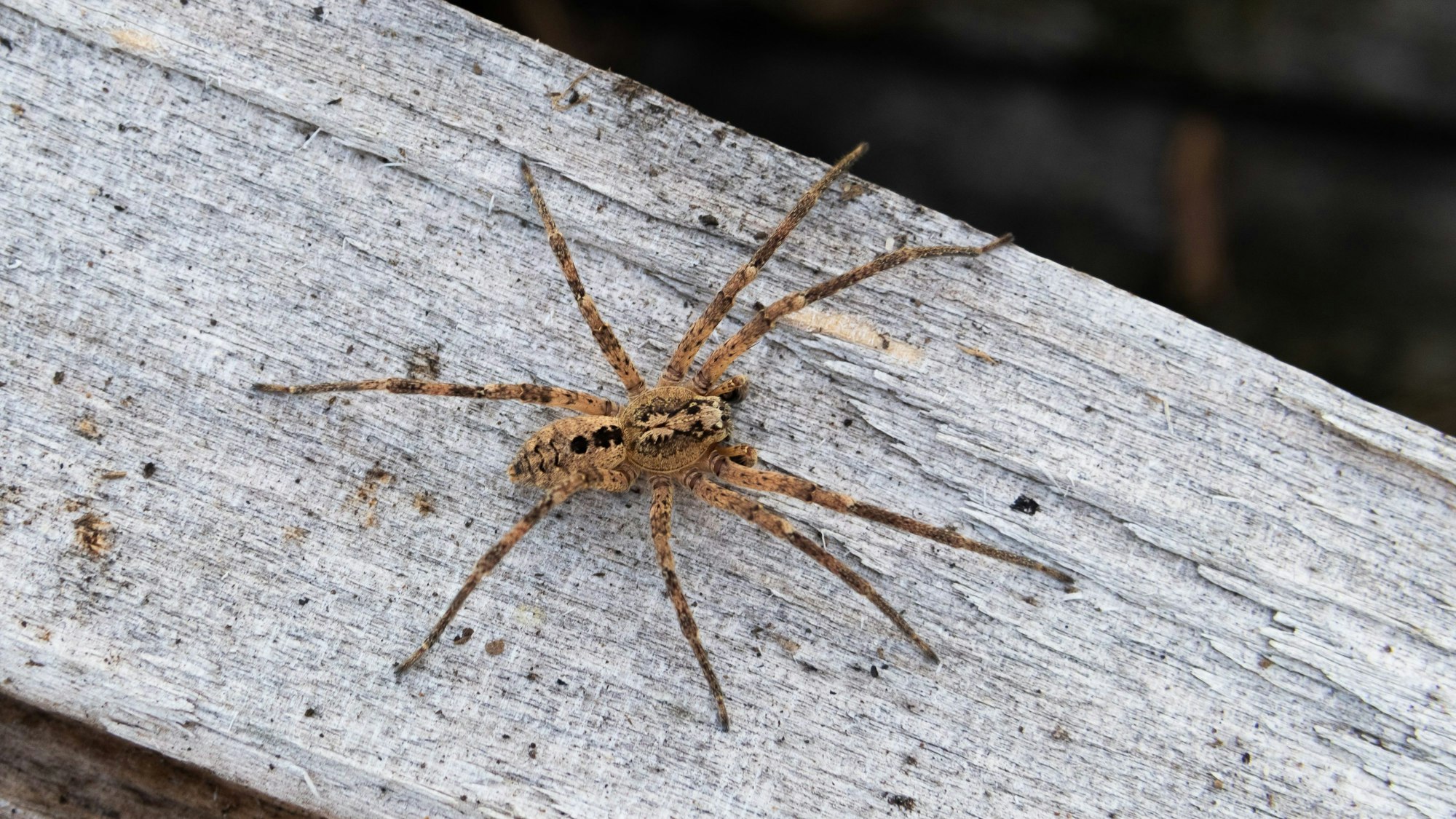 Eine Nosferatu-Spinne. Die Nosferatu-Spinne ist inzwischen in fast ganz Deutschland verbreitet.