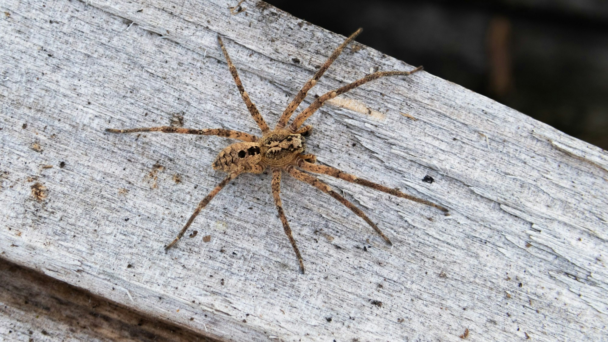 Eine bräunlich-schwarze Nosferatu-Spinne auf einem Holzalken.