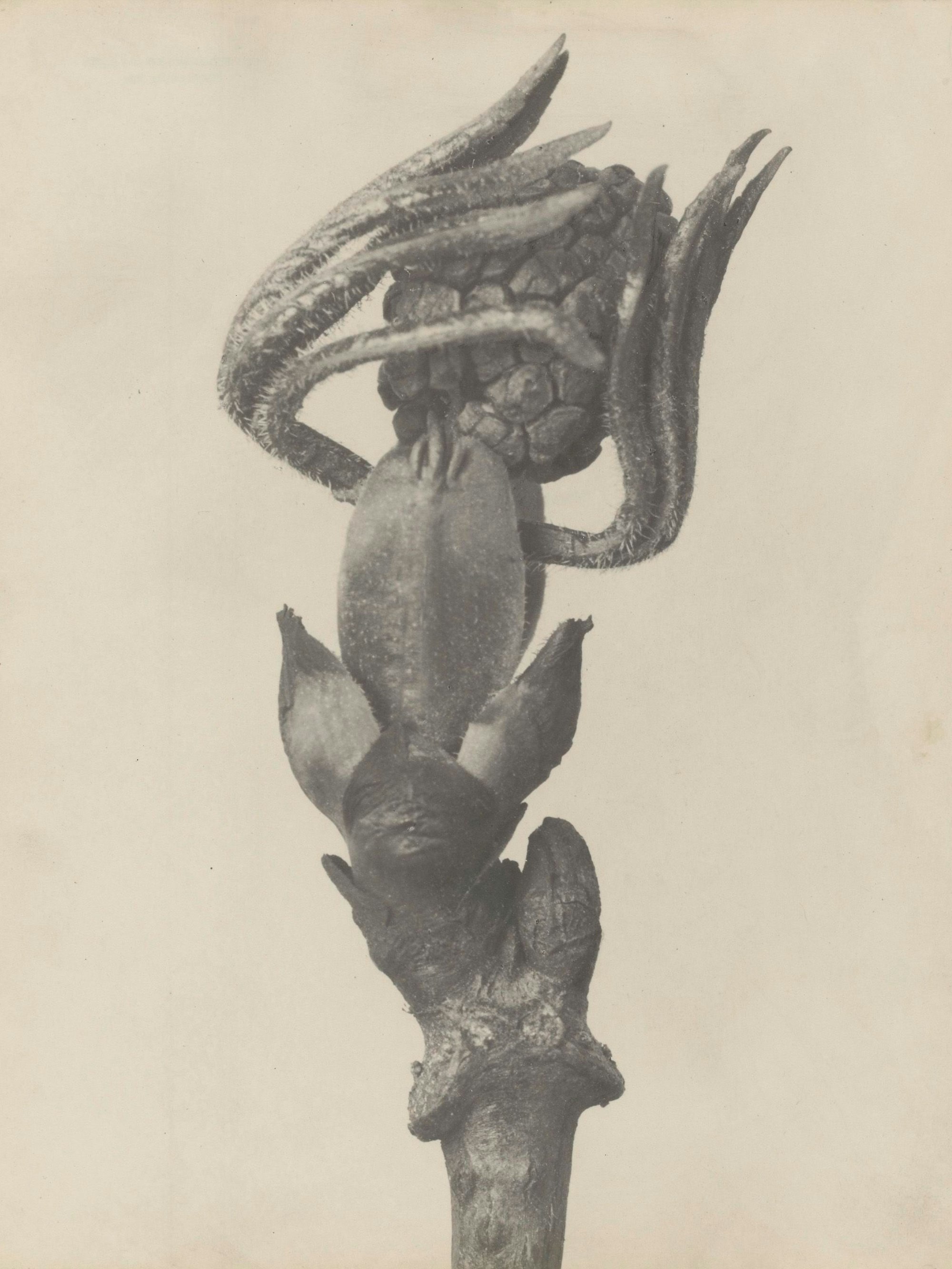 Eine vergrößerte Pflanze sieht aus, als würde sie tanzen.