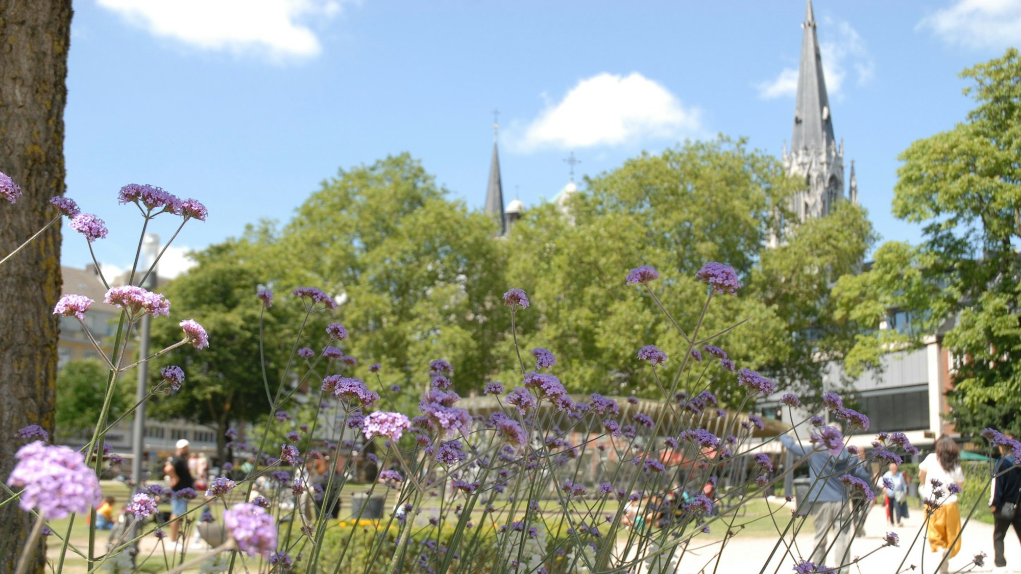 Zu sehen sind Blumen an einer Parkanlage.