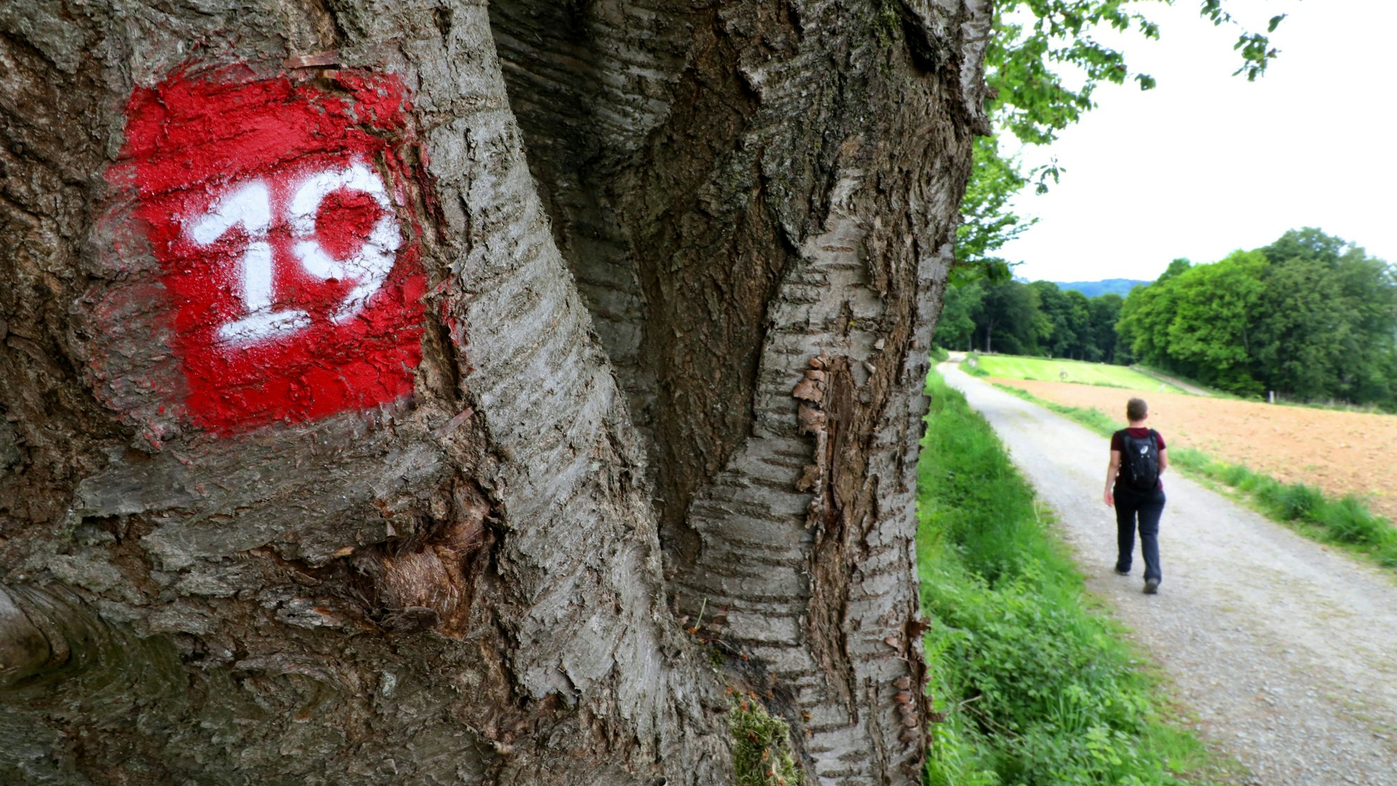 Eine Frau geht auf einem Wirtschaftsweg, neben dem an einem Baum eines Markierung des Kräuterwegs bei Neunkirchen-Seelscheid zu sehen ist.