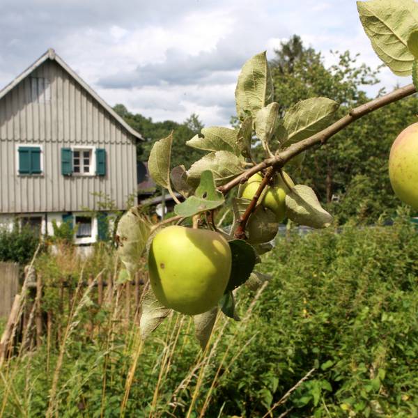 Äpfel hängen an einem Ast vor einem Fachwerkhaus in Ingersauel bei Neunkirchen-Seelscheid
