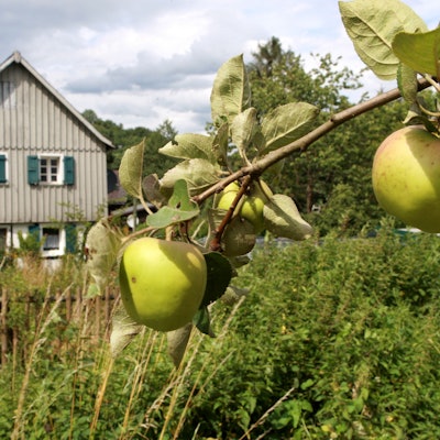 Äpfel hängen an einem Ast vor einem Fachwerkhaus in Ingersauel bei Neunkirchen-Seelscheid