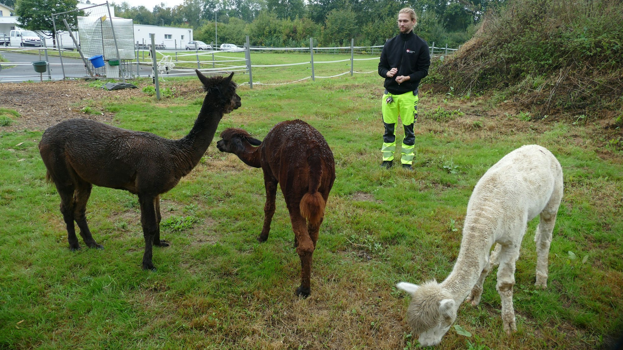 Ein Mann in gelber Arbeitshose beobachtet grasende Alpakas auf einer Wiese.