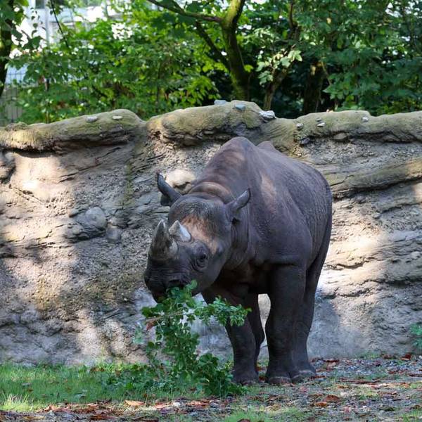 Muss sich noch an die Blicke gewöhnen. Das neue Nashorn „Malte“ im Kölner Zoo.