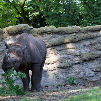 Muss sich noch an die Blicke gewöhnen. Das neue Nashorn „Malte“ im Kölner Zoo.