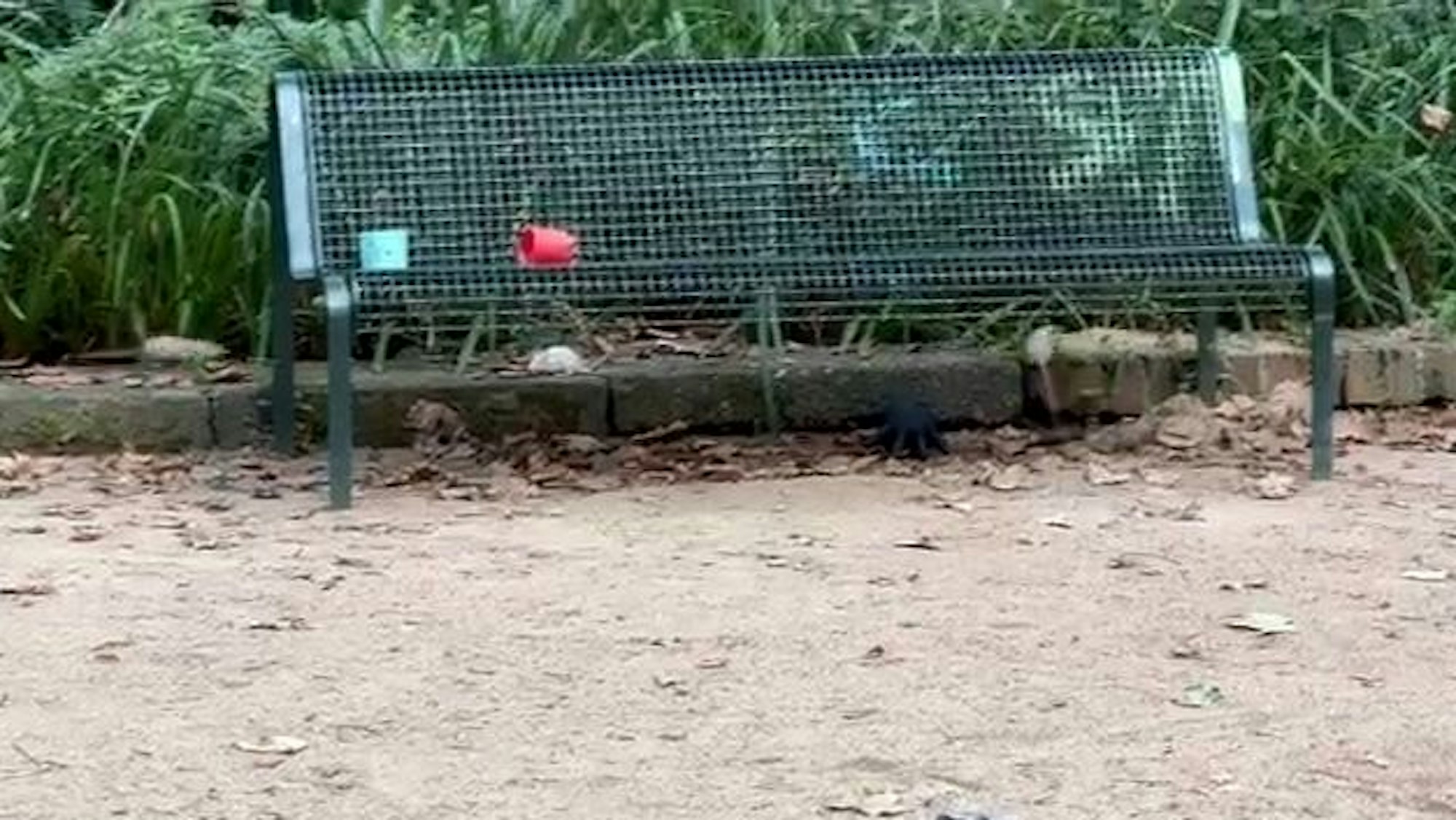 Mäuse oder Ratten am Spielplatz auf dem Rathenauplatz