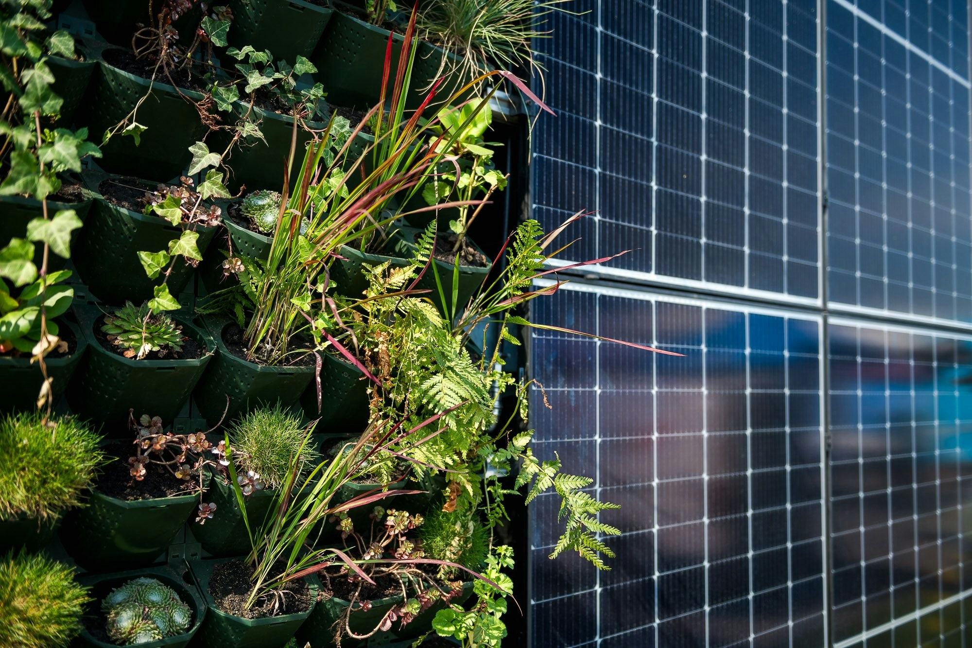 Die begrünte Fassade und Photovoltaikmodule sollen einen Beitrag zum Klimaschutz leisten.