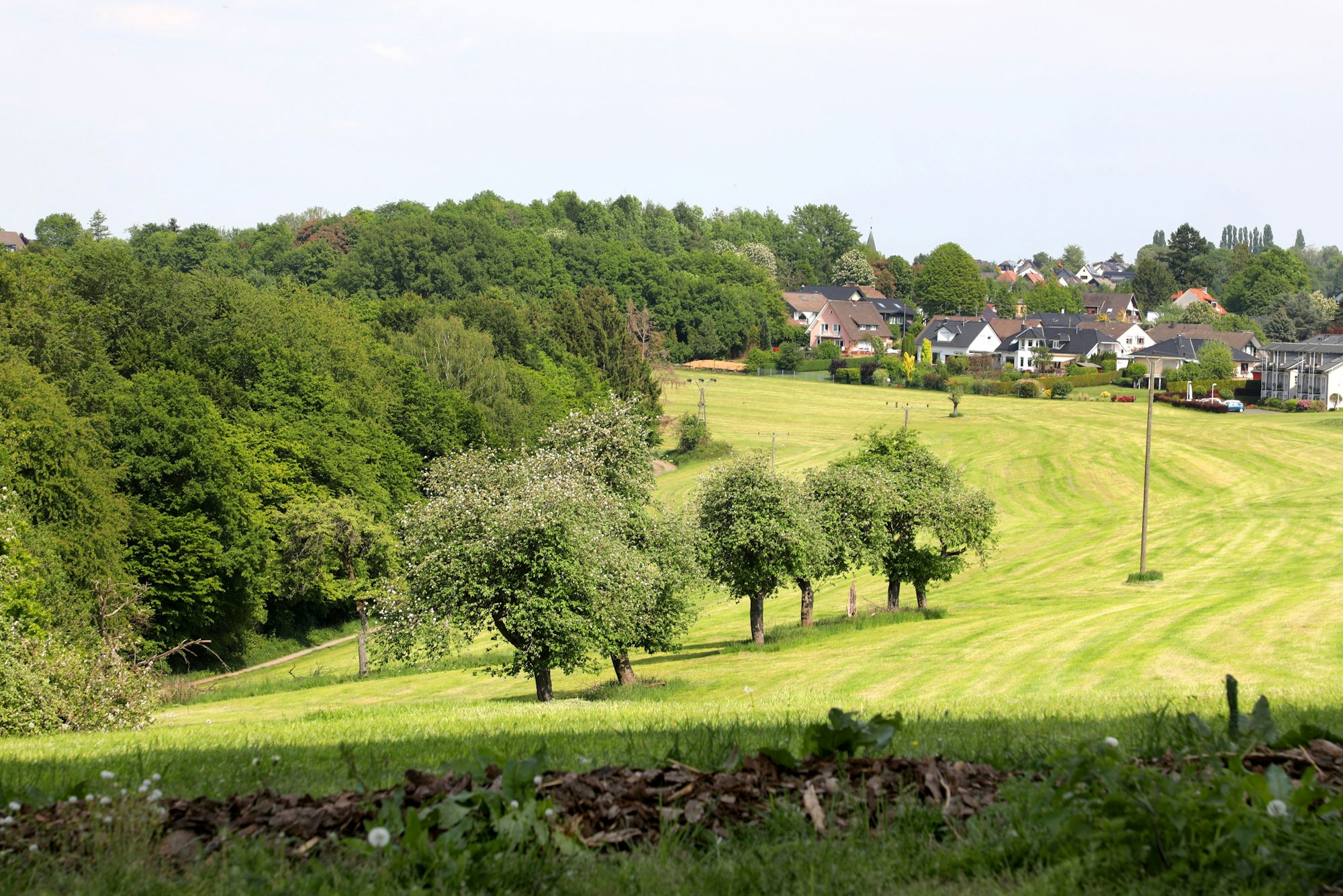 Auf einer Wiese stehen Obstbäume, im Hintergrund sind Häuser von Seelscheid zu sehen.