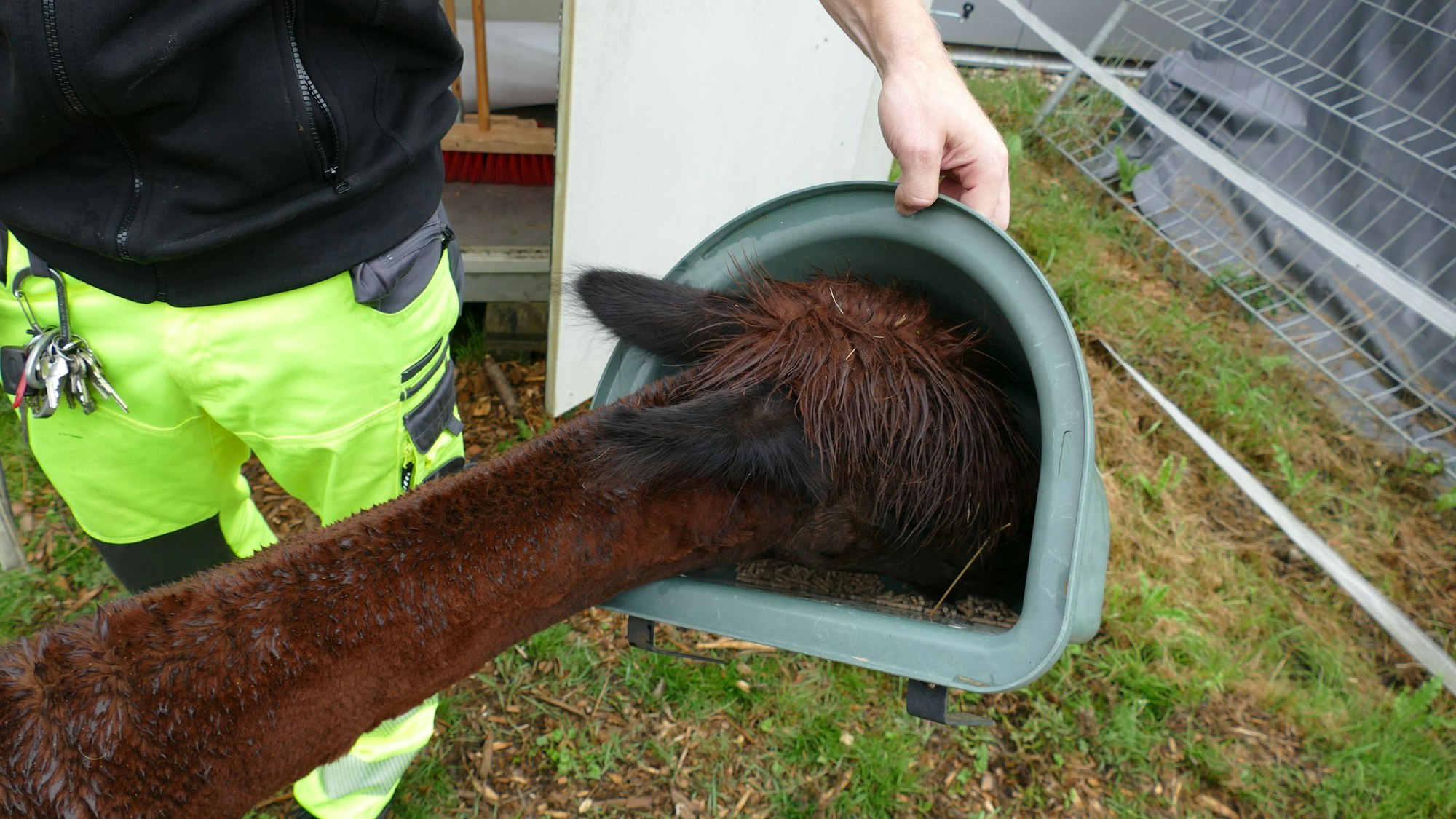 Ein Alpaka steckt den Kopf in einen Eimer mit Futter.