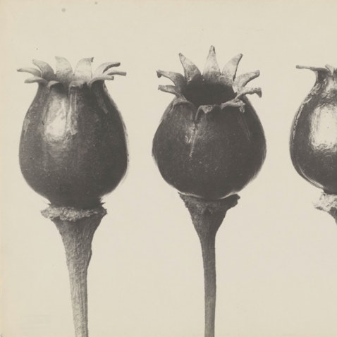 Drei Lichtnelken stehen nebeneinander