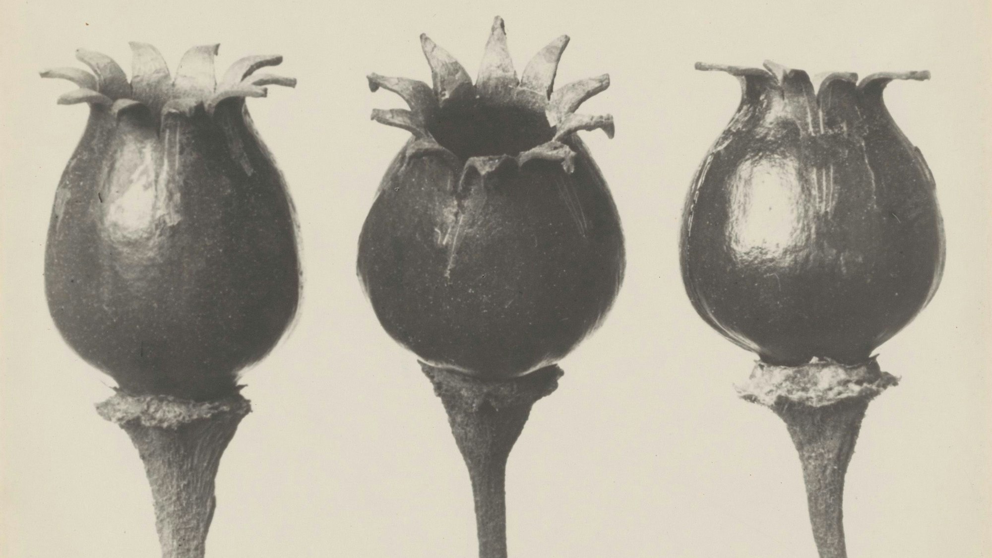 Drei Lichtnelken stehen nebeneinander