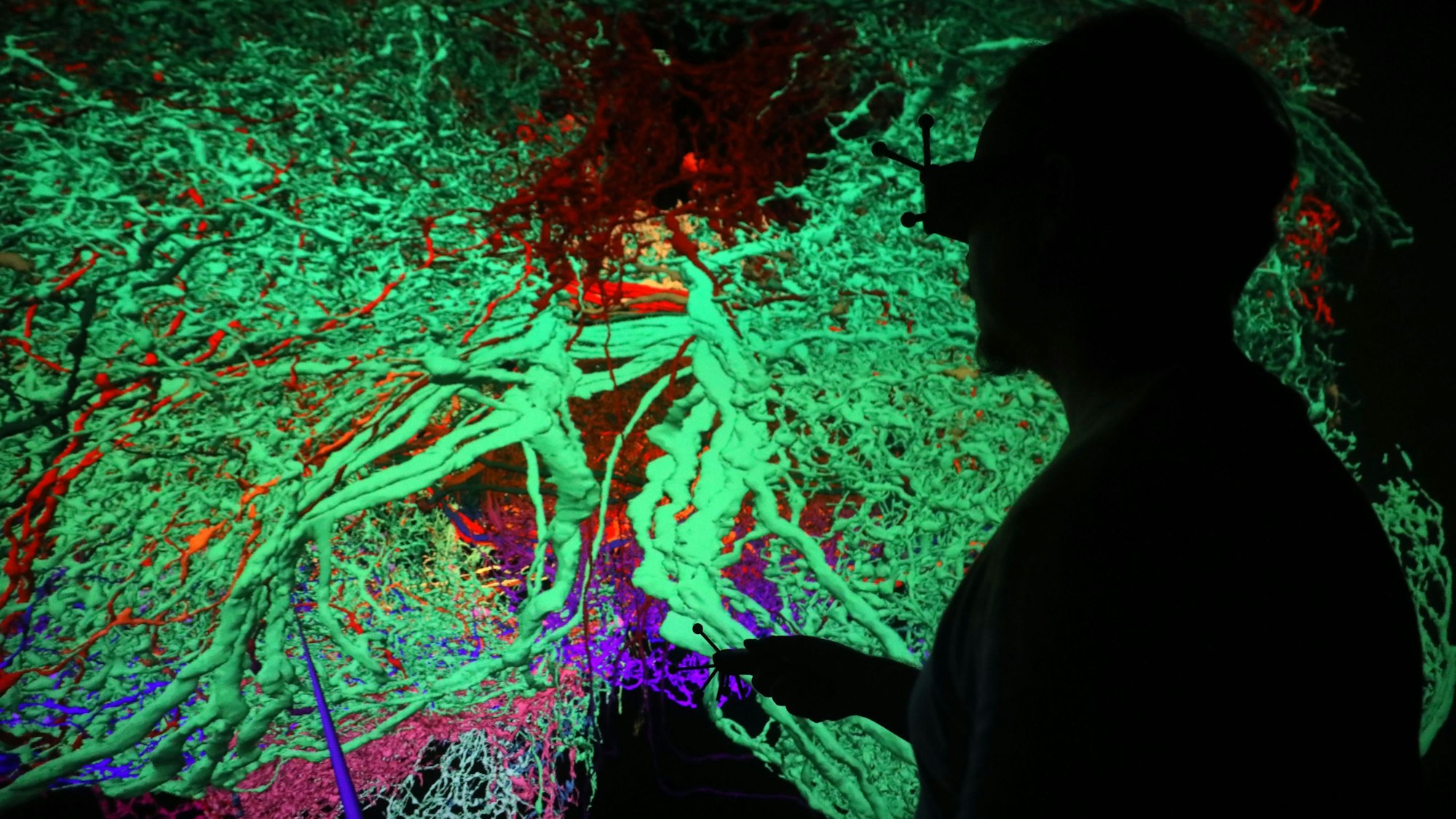 Der Computer kann komplexe Strukturen, wie hier ein 3D Gerin von einer Fruchtfliege, darstellen.