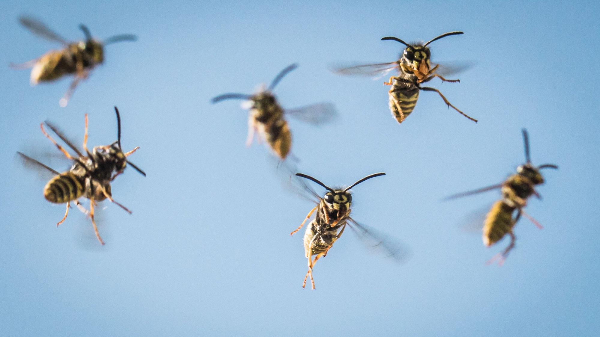 Ein Schwarm Wespen fliegt heran.