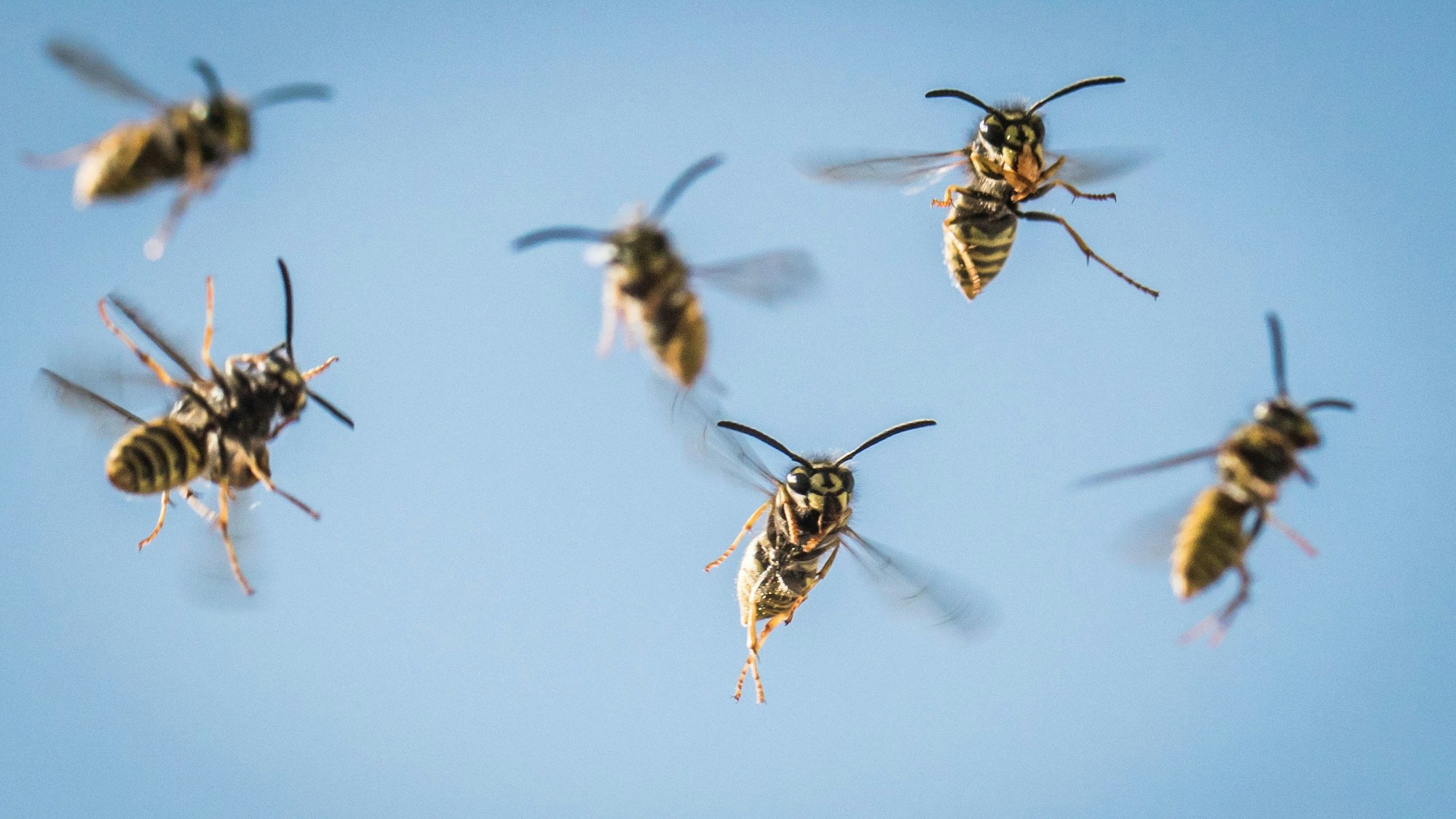 Ein Schwarm Wespen fliegt heran.