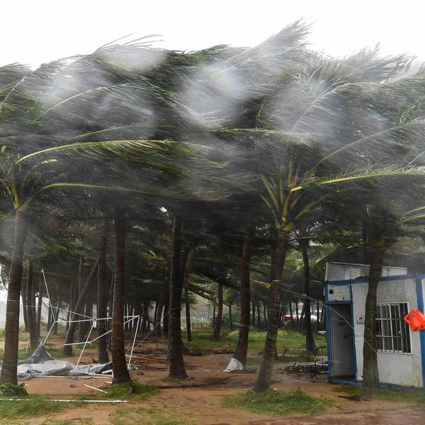 Auf diesem von der Nachrichtenagentur Xinhua via AP veröffentlichten Foto sind vom Taifun «Yagi» betroffene Kokosnussbäume entlang einer Straße im chinesischen Haikou zu sehen.