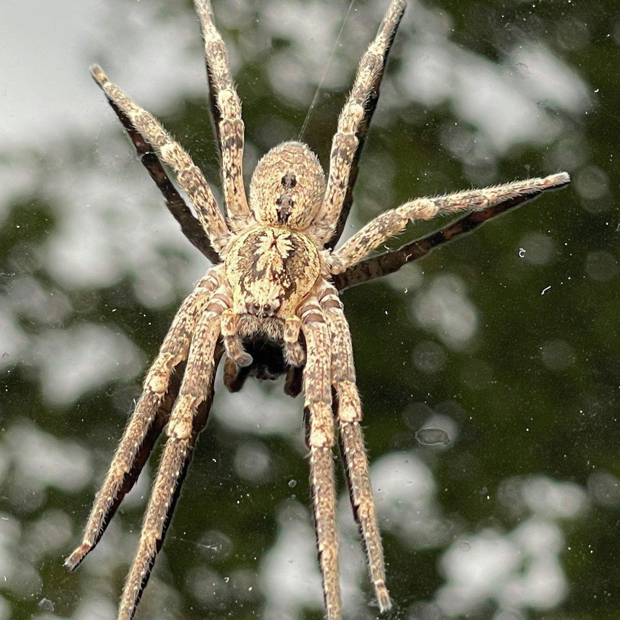 Eine Nosferatu-Spinne sitzt auf einem Autodach.