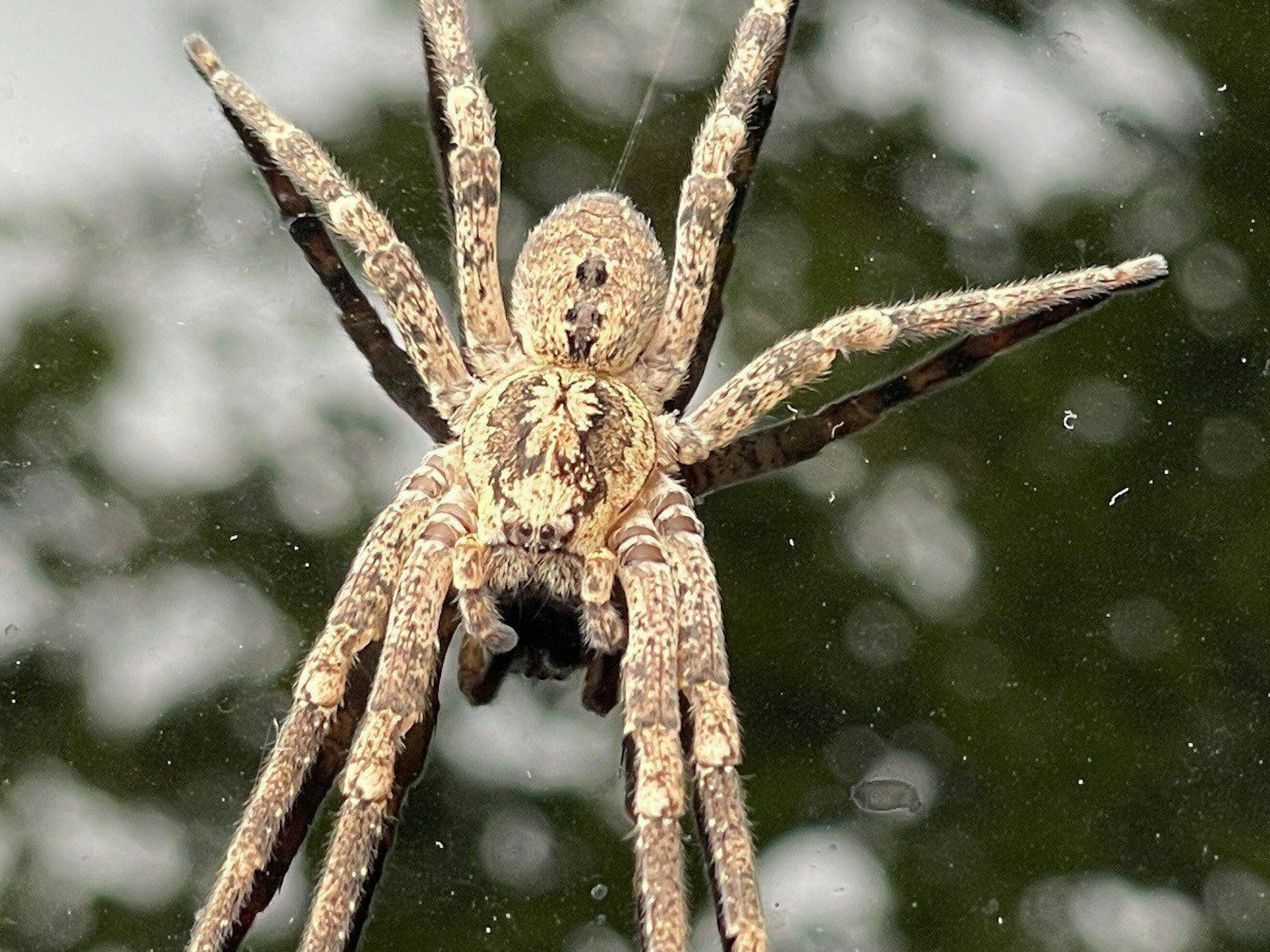 Eine Nosferatu-Spinne sitzt auf einem Autodach.