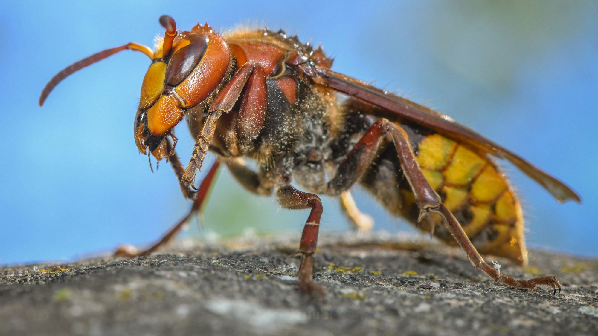 Europäische Hornisse (Vespa crabro)