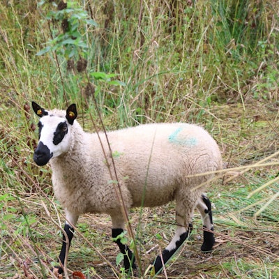 Ein weiß-schwarzes Schaf auf einer Wiese.
