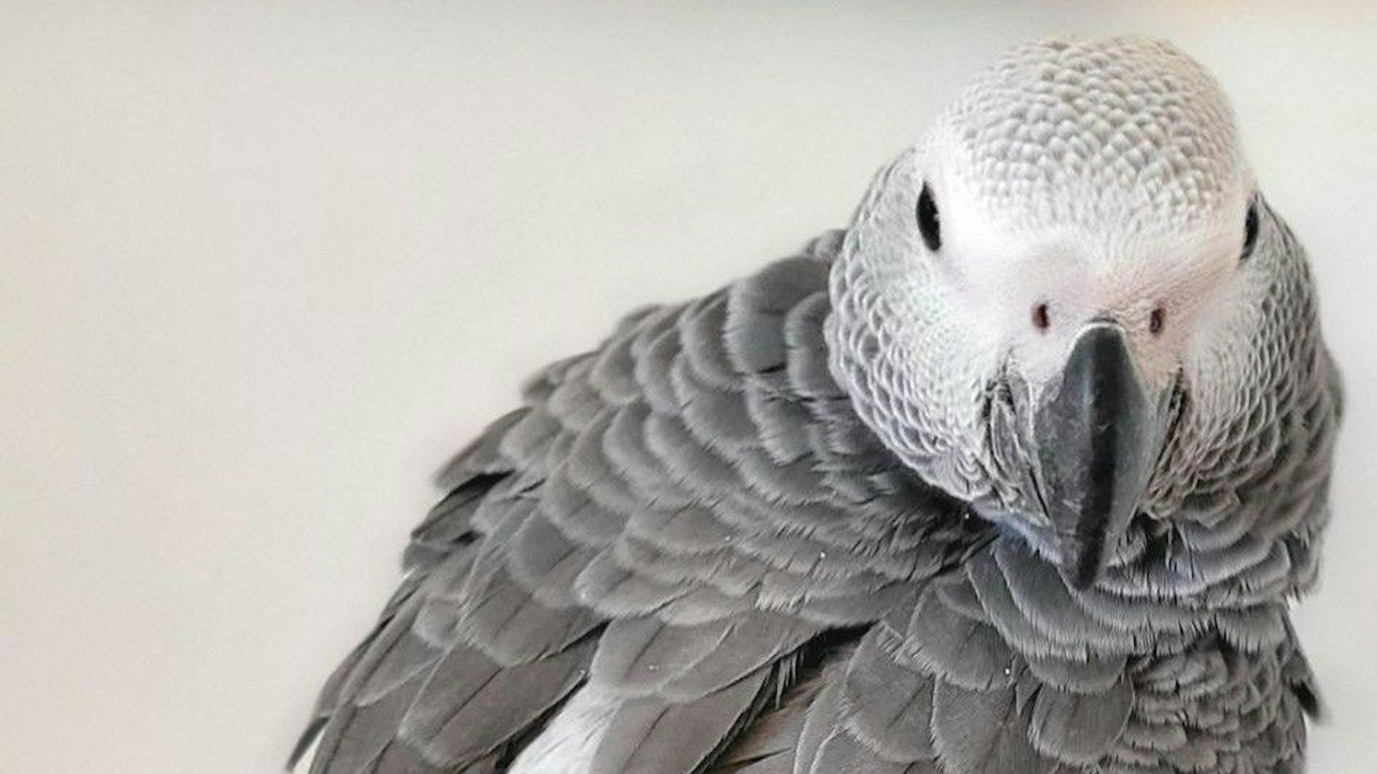 Eine Familie in Köln-Kalk vermisst seit Samstagabend, 7. September, ihre Graupapageiendame. Der obere Teil ihres Körpers ist auf dem Bild abgebildet.