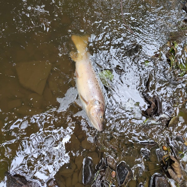 Ein toter Fisch im Wasser.