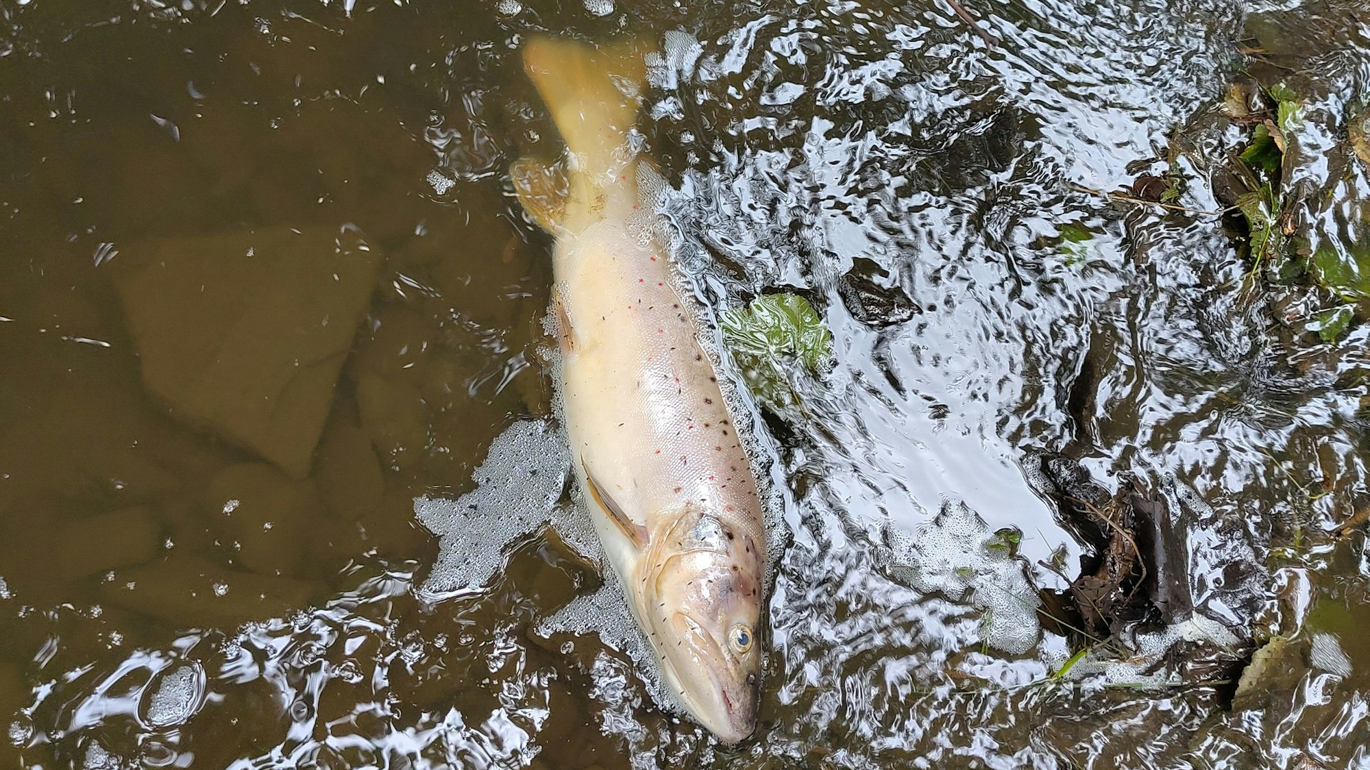 Ein toter Fisch im Wasser.