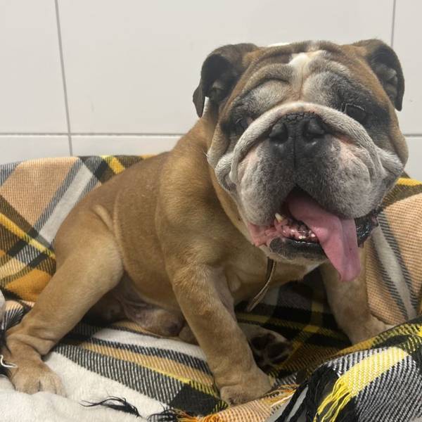 Bulldoge „Max“ wurde mit zig gesundheitlichen Problemen im Tierheim Bergheim abgegeben. Er war seit seiner Geburt nicht beim Tierarzt.