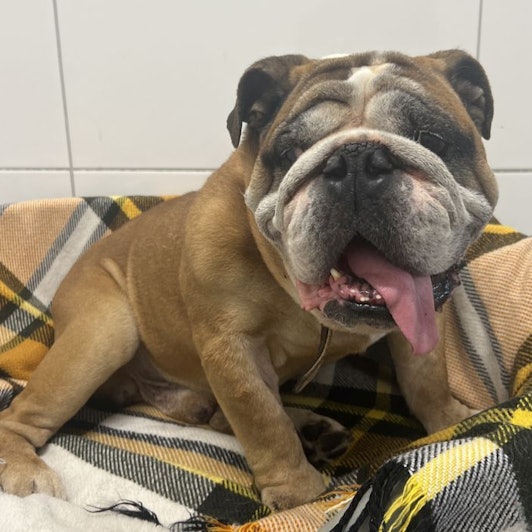 Bulldoge „Max“ wurde mit zig gesundheitlichen Problemen im Tierheim Bergheim abgegeben. Er war seit seiner Geburt nicht beim Tierarzt.