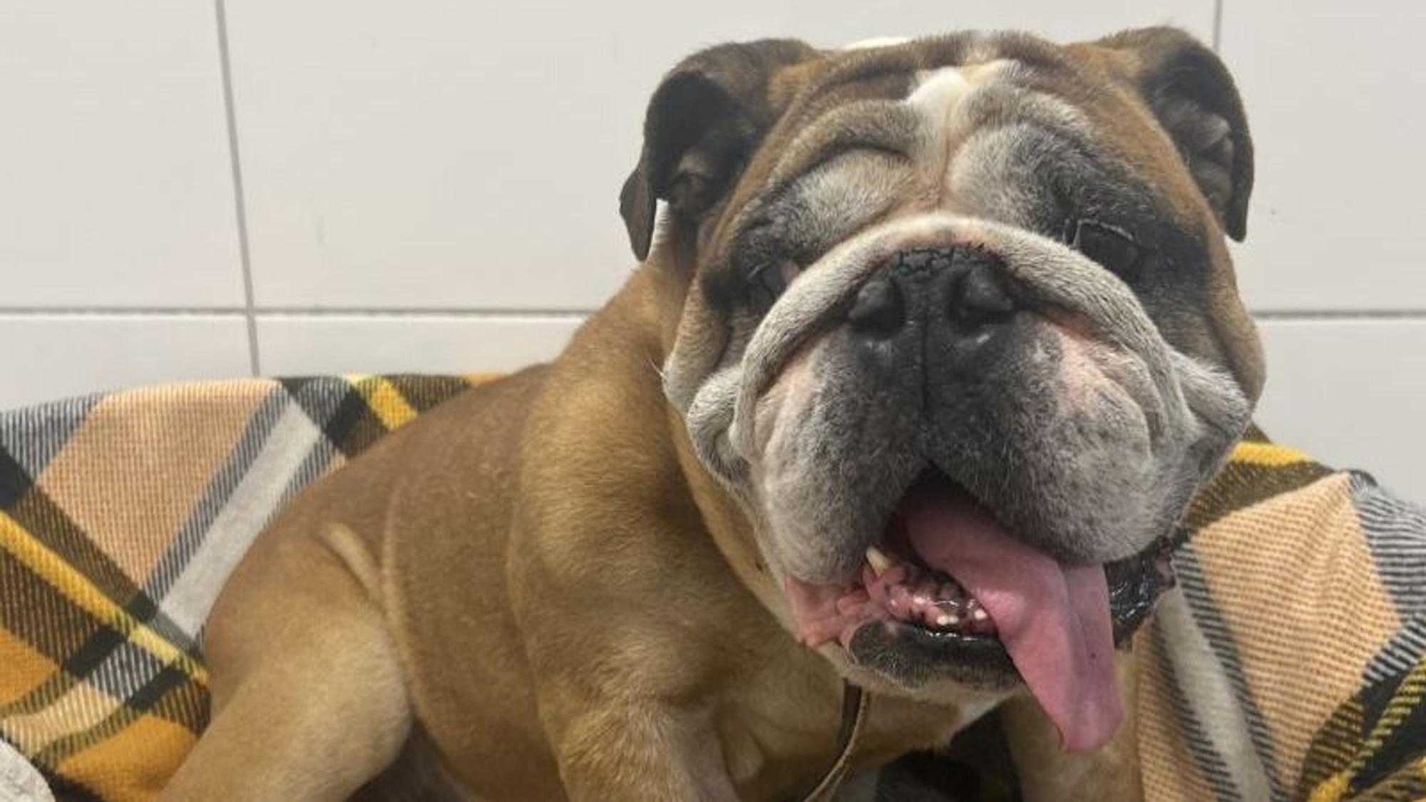 Bulldoge „Max“ wurde mit zig gesundheitlichen Problemen im Tierheim Bergheim abgegeben. Er war seit seiner Geburt nicht beim Tierarzt.