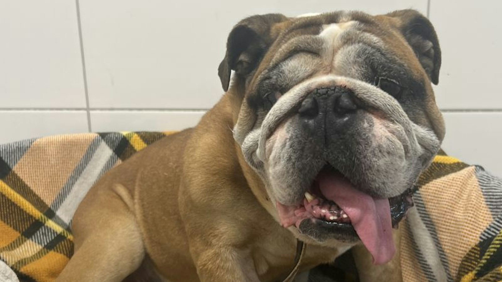 Bulldoge „Max“ wurde mit zig gesundheitlichen Problemen im Tierheim Bergheim abgegeben. Er war seit seiner Geburt nicht beim Tierarzt.