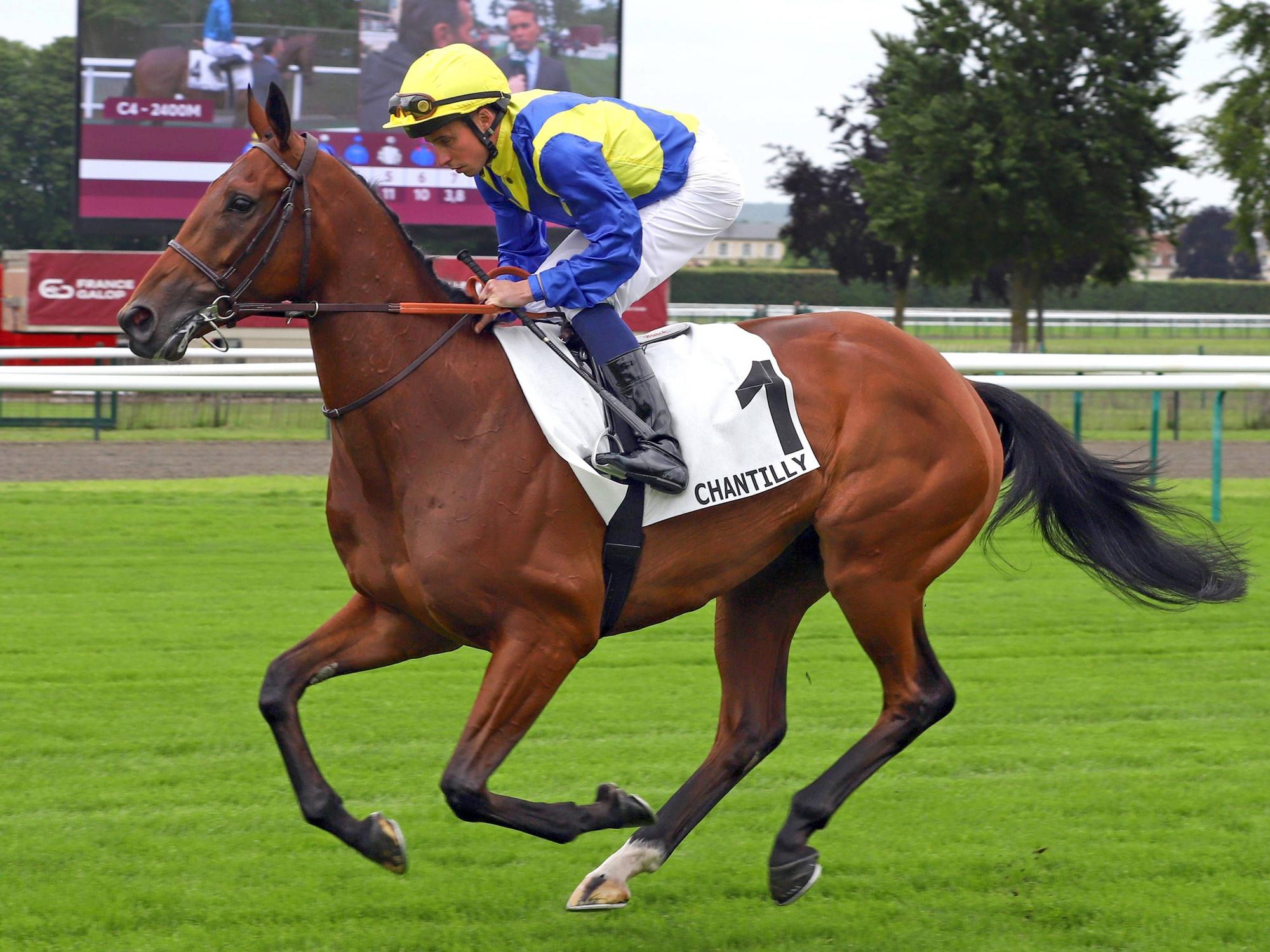 Goliath mit William Buick auf der Rennbahn in Chantilly