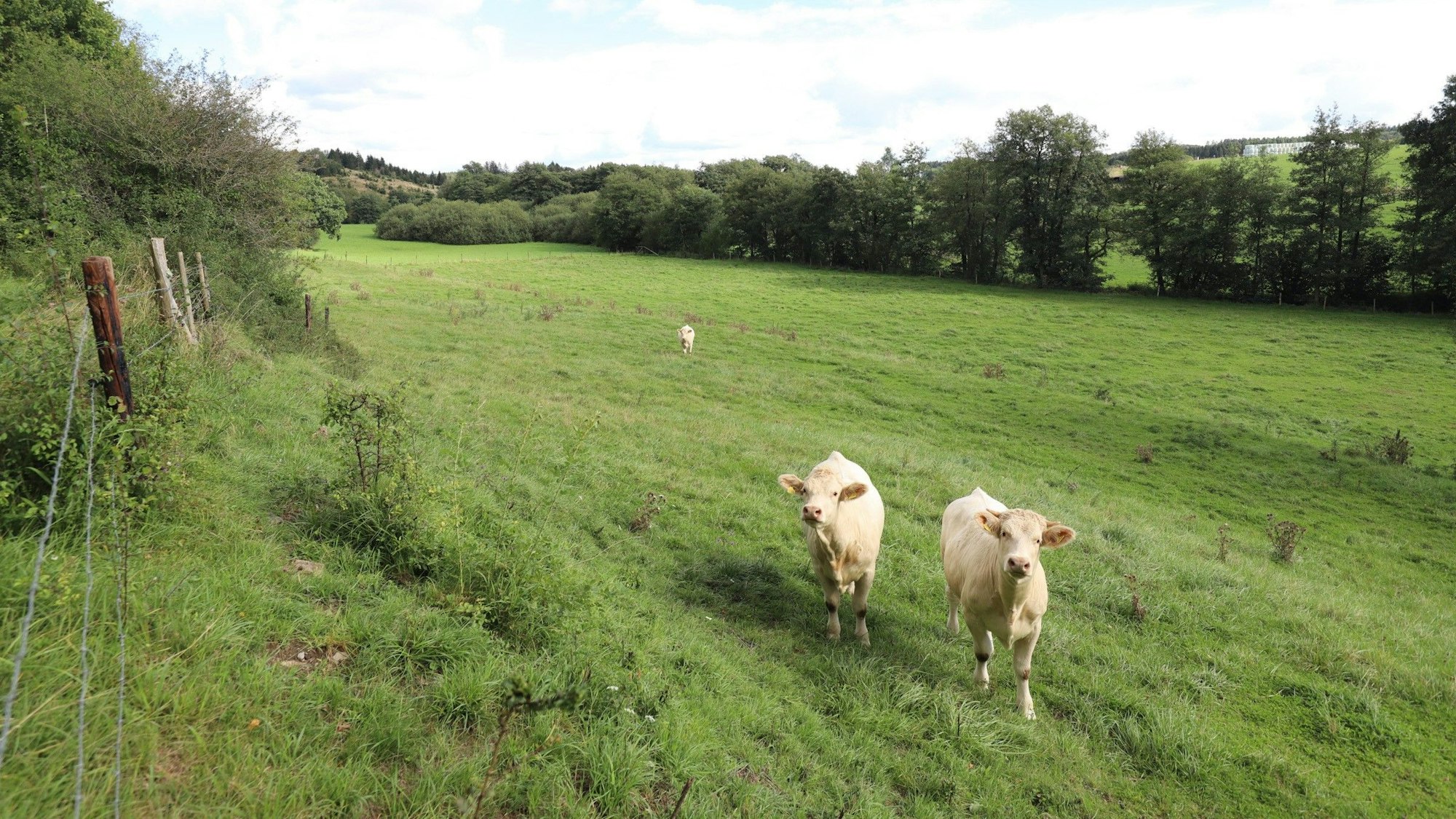 Zwei weiße Kühe stehen bei Nettersheim auf einer grünen Wiese. Sie ist eingezäunt. Am Rand sind Bäume und Büsche zu sehen.