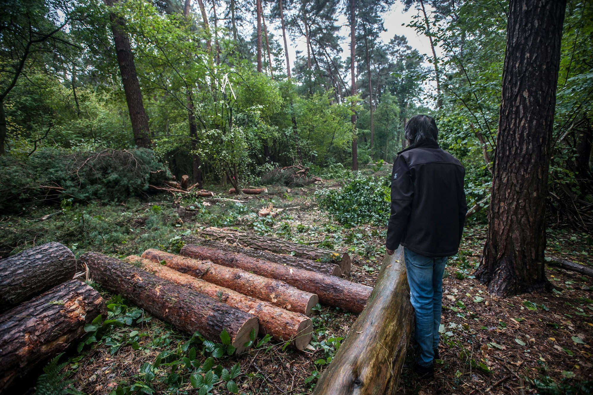 Ferngasleitung: eine Schneise an der Waldsiedlung.