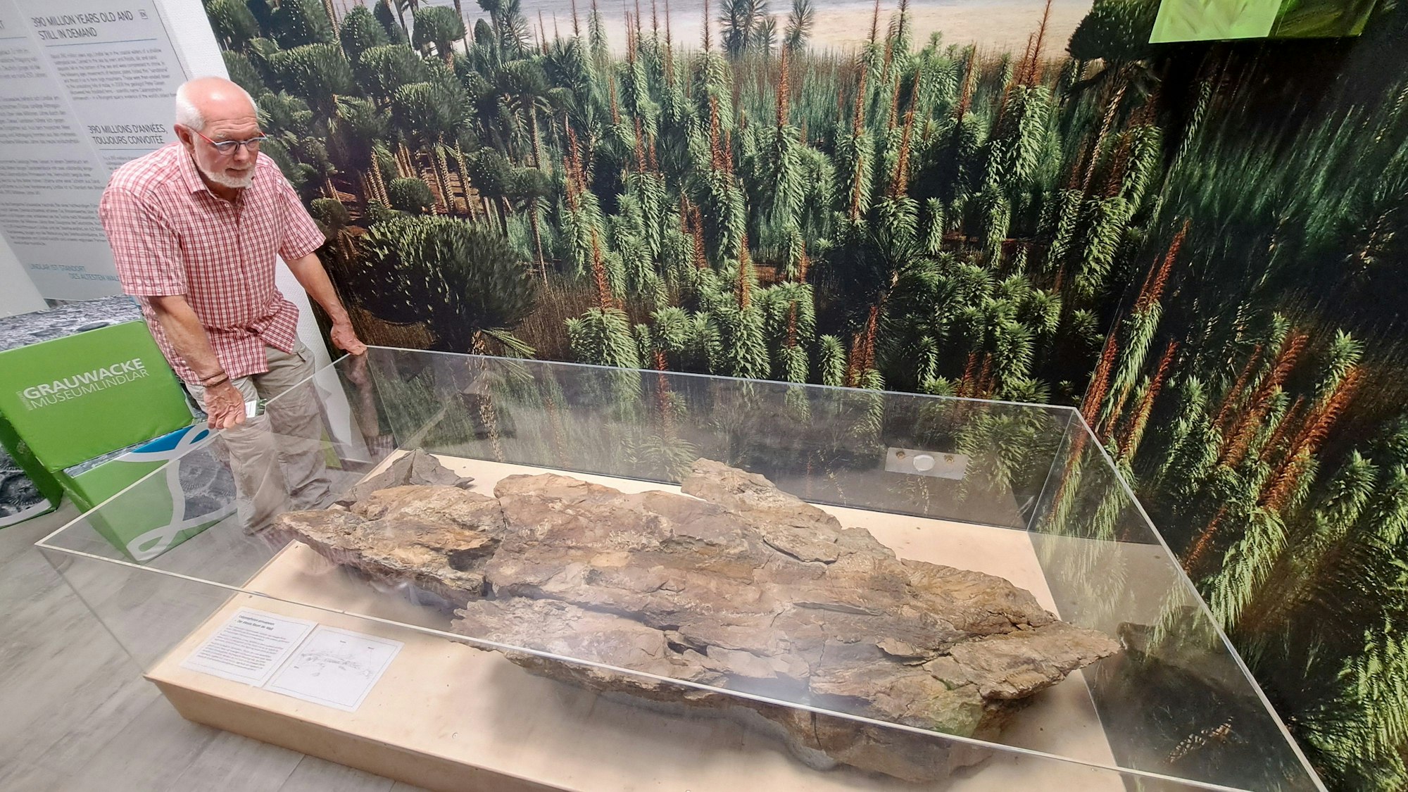 Ein Mann steht an einer Vitrine und schaut sich die Fossilien des ältesten Walds der Welt an.