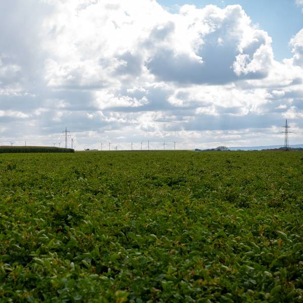 Hinter Kartoffel- und Maisfeldern sind am Horizont Windräder zu sehen.