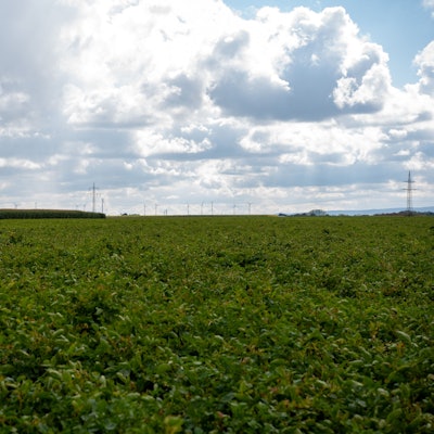 Hinter Kartoffel- und Maisfeldern sind am Horizont Windräder zu sehen.