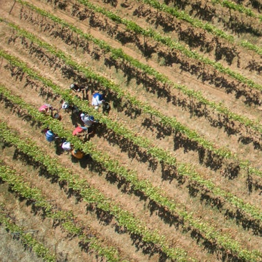 Ein Weinberg in Rheinland-Pfalz. Ausgetrocknet ist der Boden an den Steillagen oberhalb des Ortes, in dem eine Gruppe Erntehelfer die Reben liest. (Archivbild)